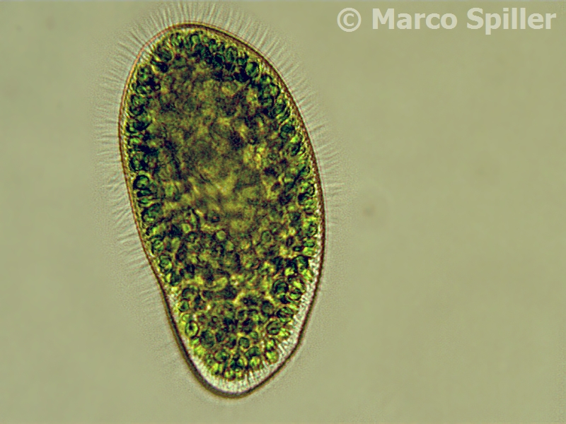 Paramecium bursaria: una simbiosi vincente